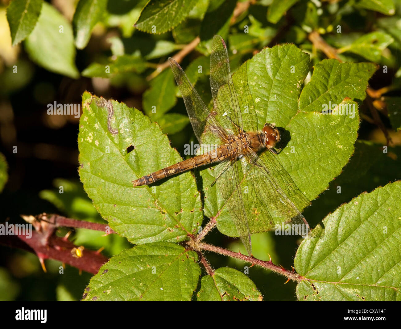 Un comune Sympetrum dragonfly nome latino Sympetrum striolatum appoggiata sulle foglie di una bussola di blackberry Foto Stock