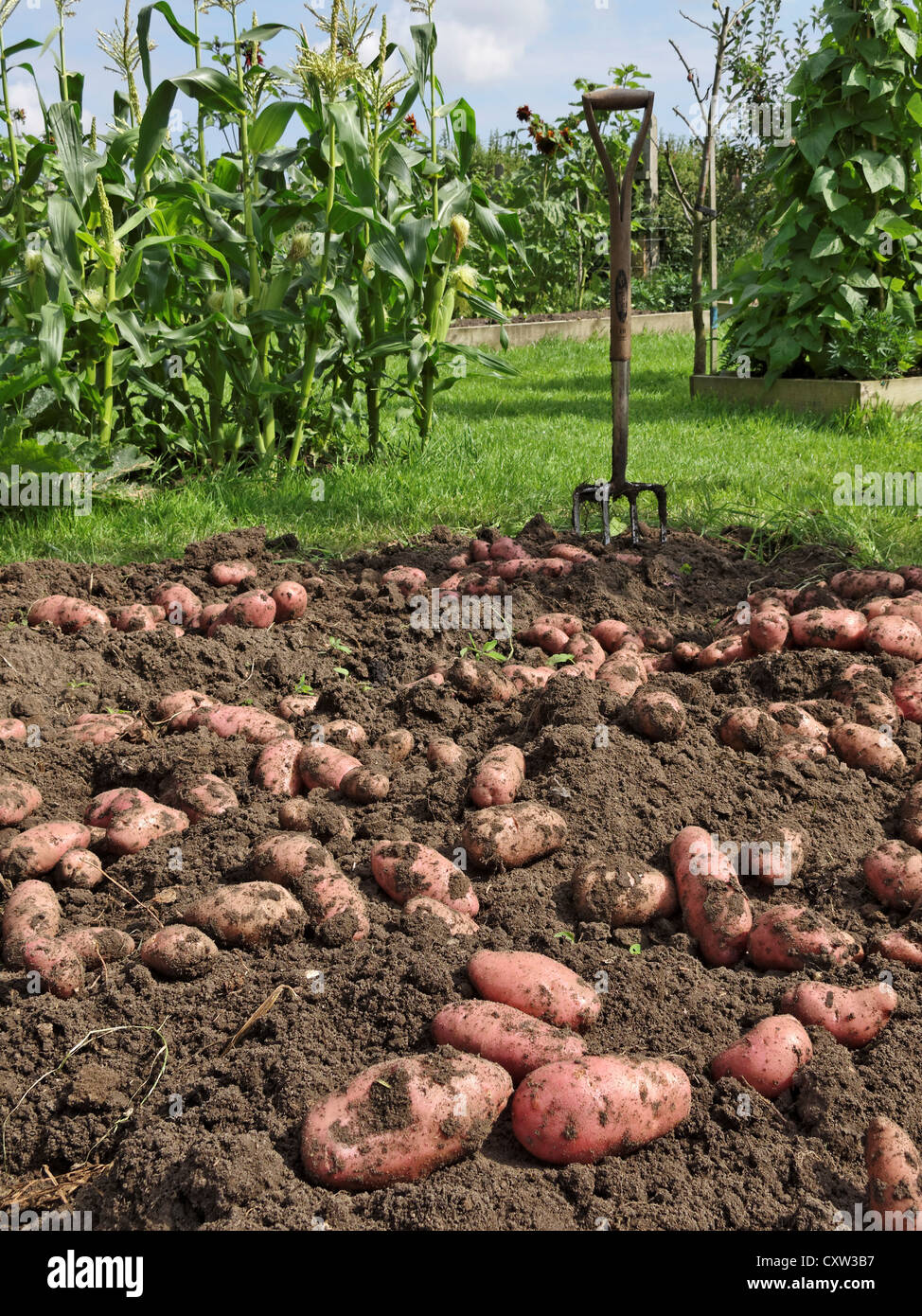 Recentemente raccolto raccolto principale patate (Désirée) essiccazione al sole. Lincolnshire, Regno Unito. Foto Stock