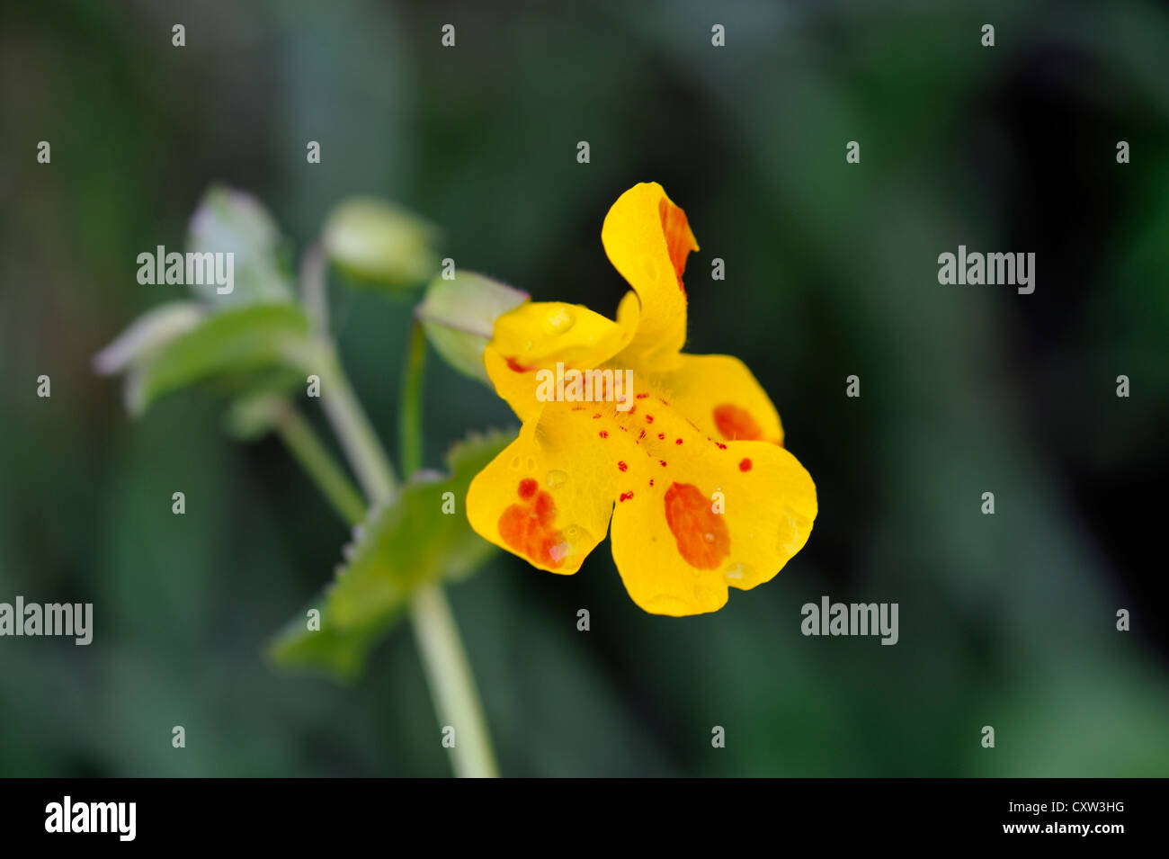 Fiore ibrido : Hybrid monkeyflower & sangue-drop Emlets (Mimulus guttatus x Mimulus luteus) Foto Stock