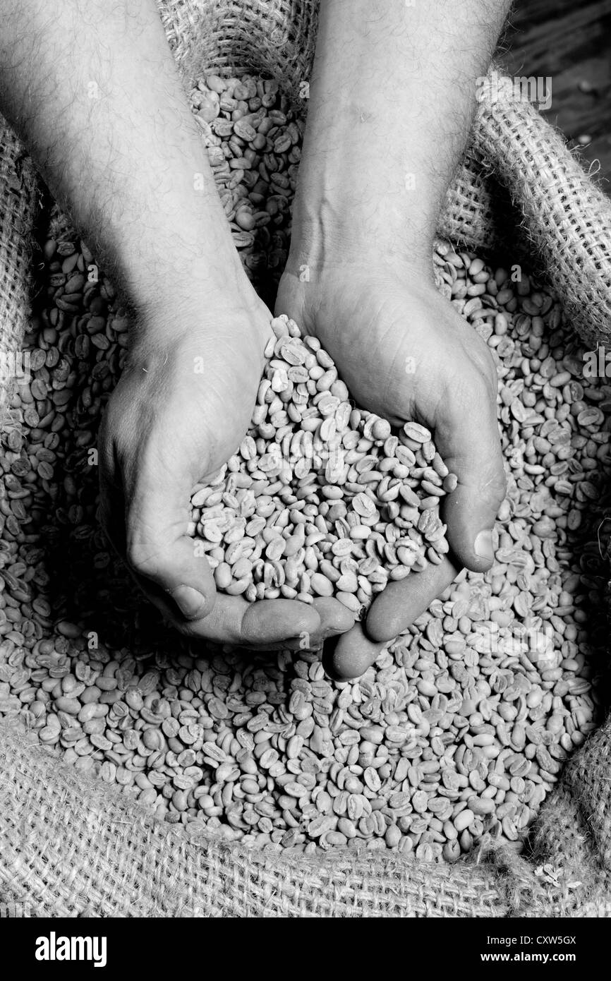 Un girarrosto prende un attimo di tempo per verificare la qualità dei suoi chicchi o semi prima della torrefazione. Foto Stock