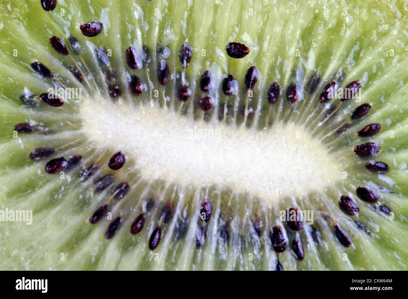 Un primo piano di ripresa macro di kiwi. Foto Stock