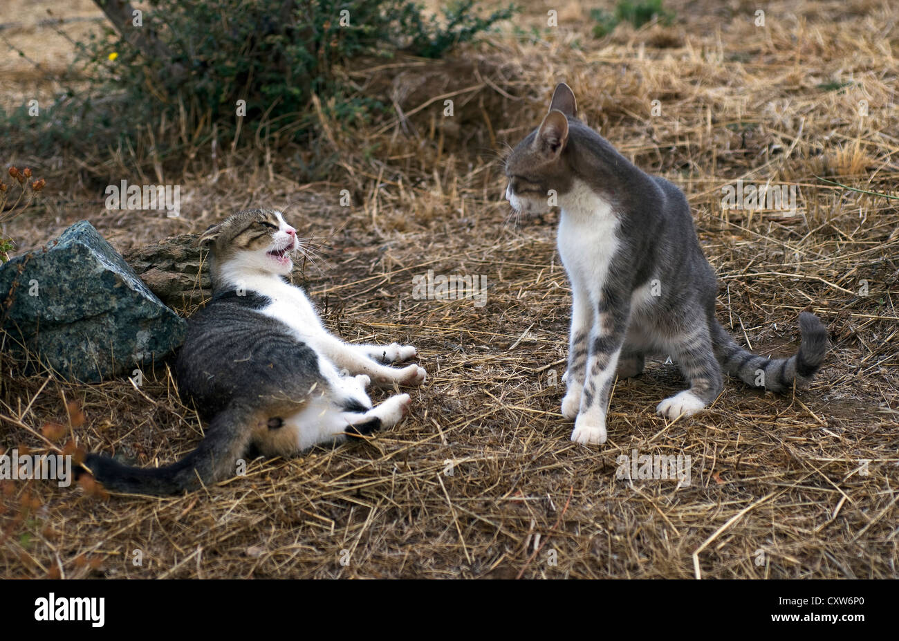 Due gatti scuffling Foto Stock