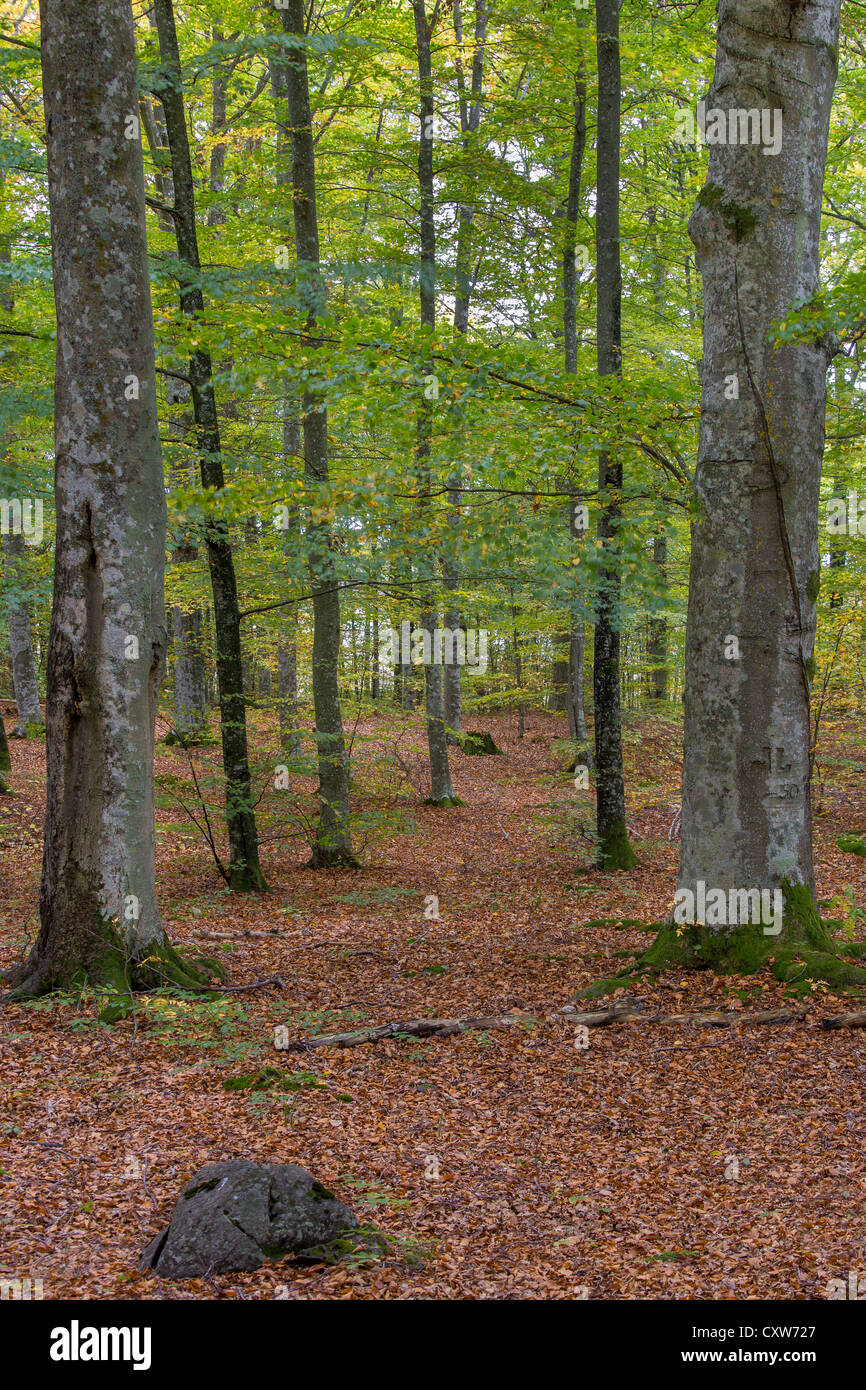 Foresta di faggio in autunno Foto Stock