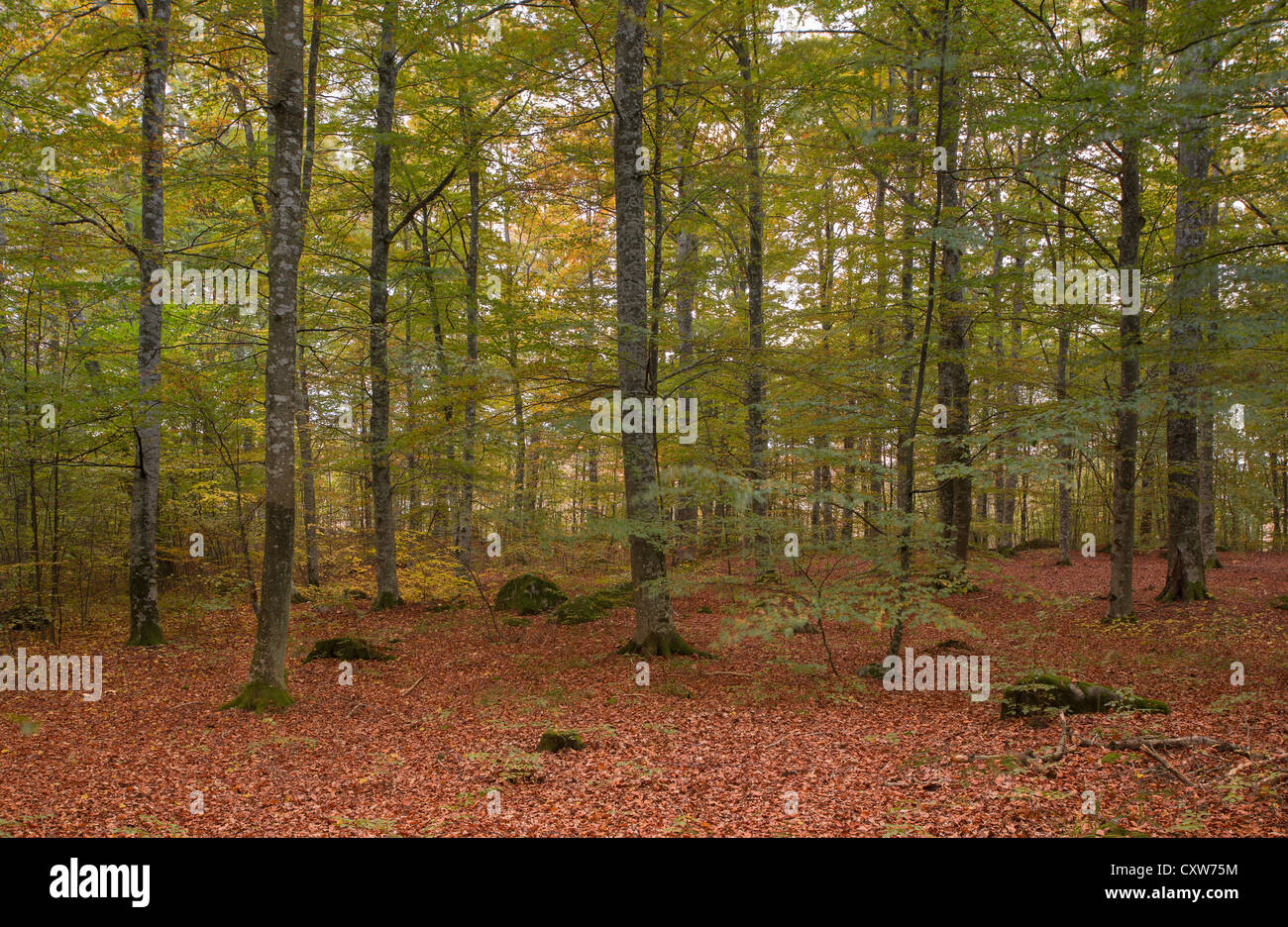 Foresta di faggio in autunno Foto Stock
