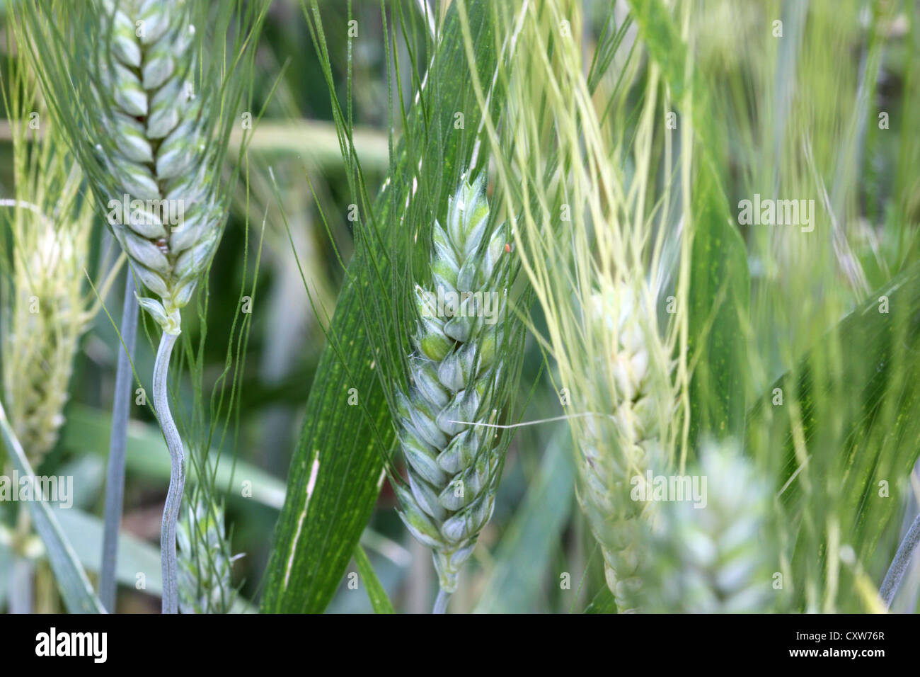 Dettaglio di frumento, verde erba, natura, macro close up, natura, cereali, photoarkive Foto Stock