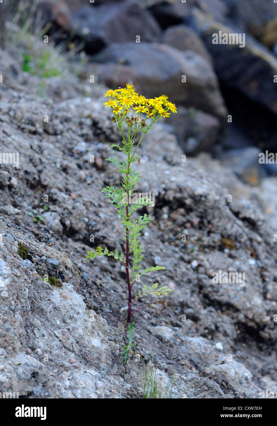 Un comune erba tossica (Senecio jacobaea) pianta cresce su una recente frana di fango. Tobermory, Isle of Mull, Argyll and Bute, Scotland, Regno Unito. Foto Stock