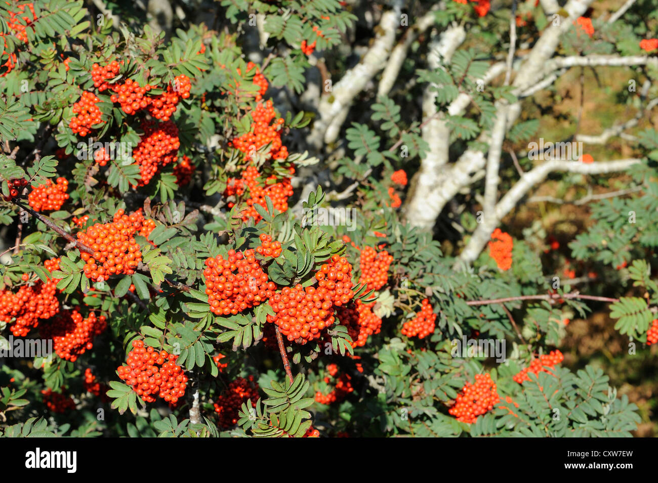 Bacche rosse di Rowan, Mountain Ash (Sorbus aucuparia) tree. Isle of Mull, Argyll and Bute, Scotland, Regno Unito. Foto Stock