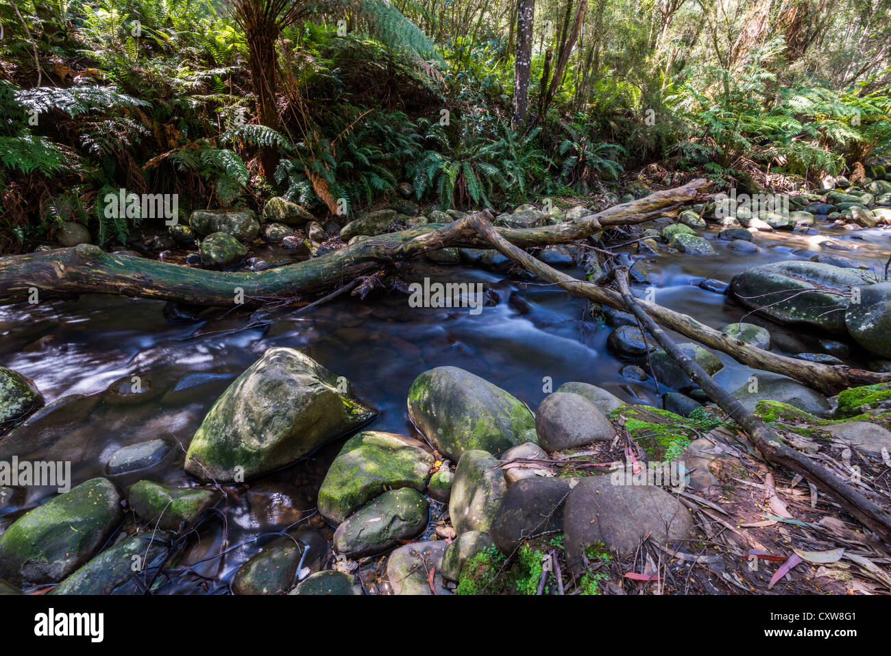 Un torrente in esecuzione attraverso la fresca foresta pluviale temperata in Victoria Australia. Foto Stock