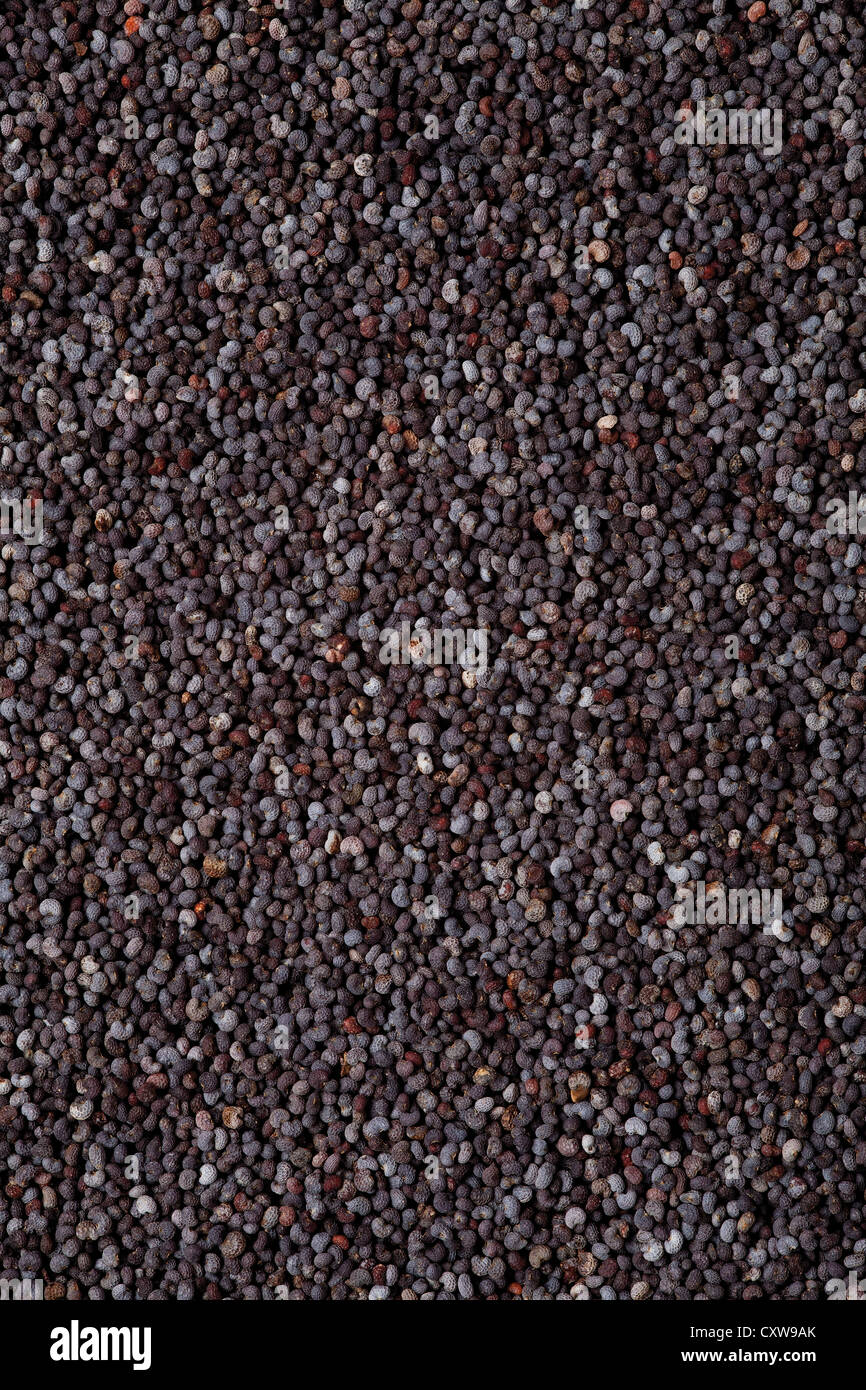 Semi di papavero, sfondo color grano food texture Foto Stock