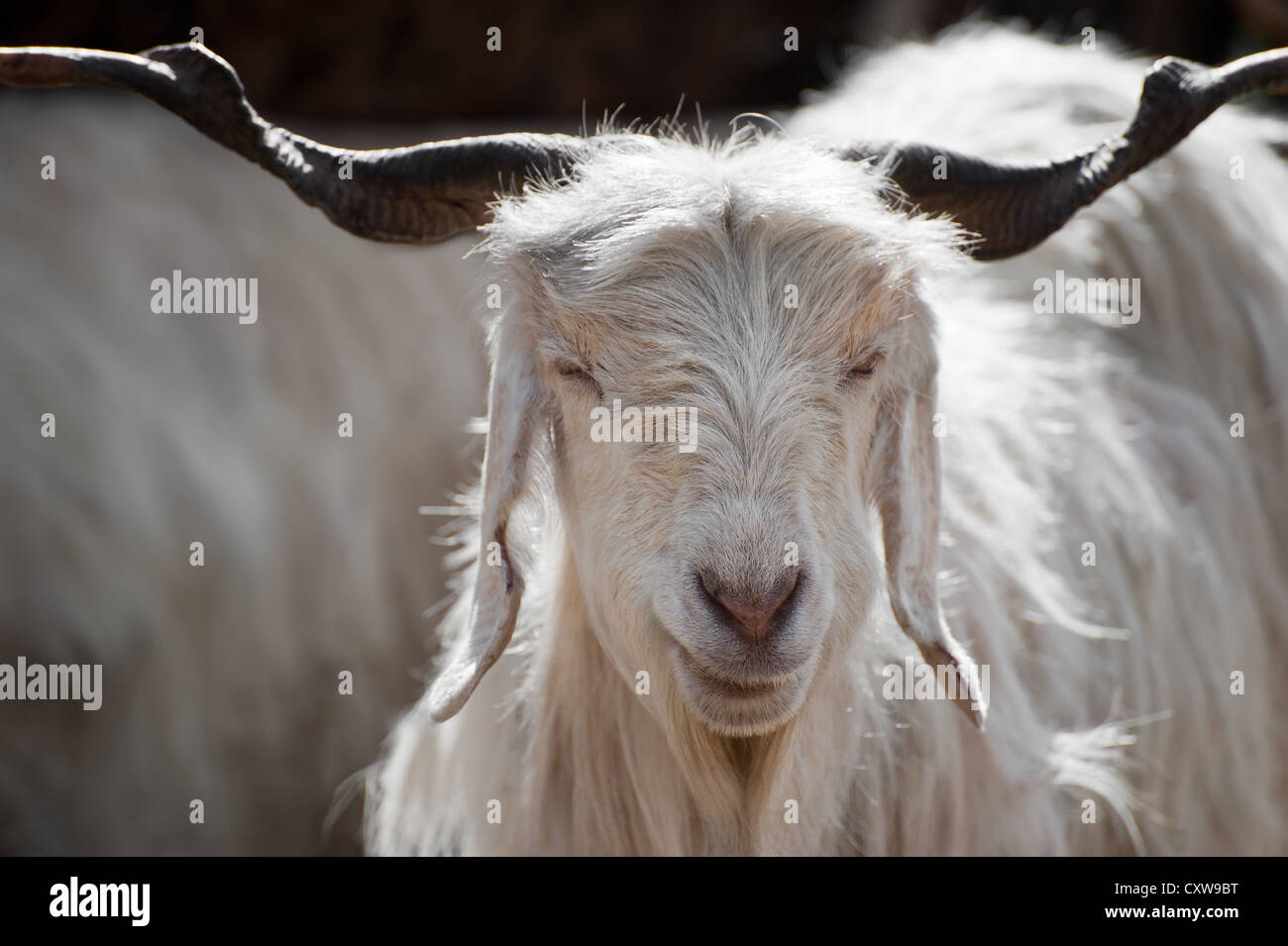Bianco (Kashmir) pashmina capra da indiano highland farm in Ladakh Foto Stock