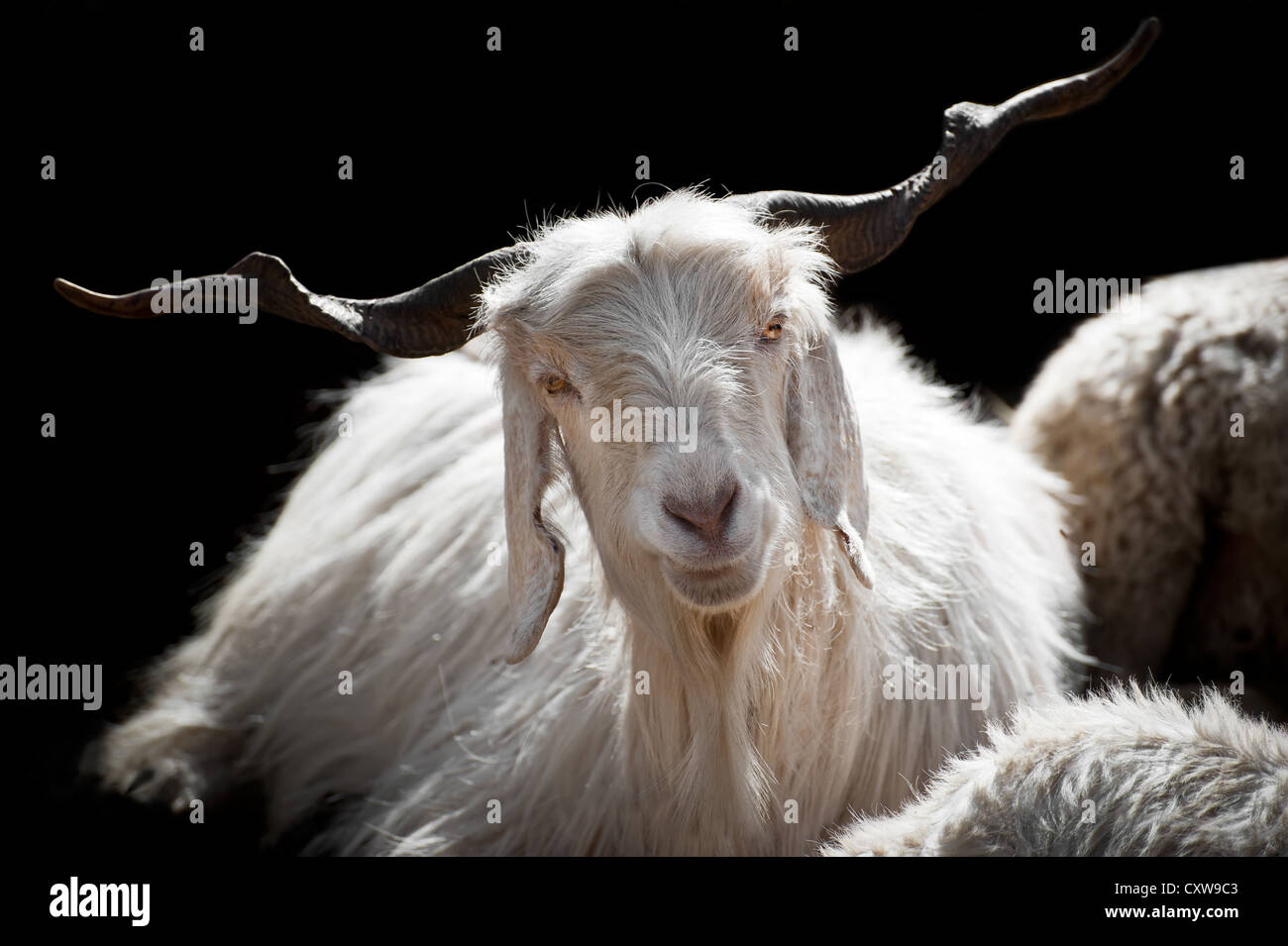 Bianco (Kashmir) pashmina capra da indiano highland farm in Ladakh Foto Stock