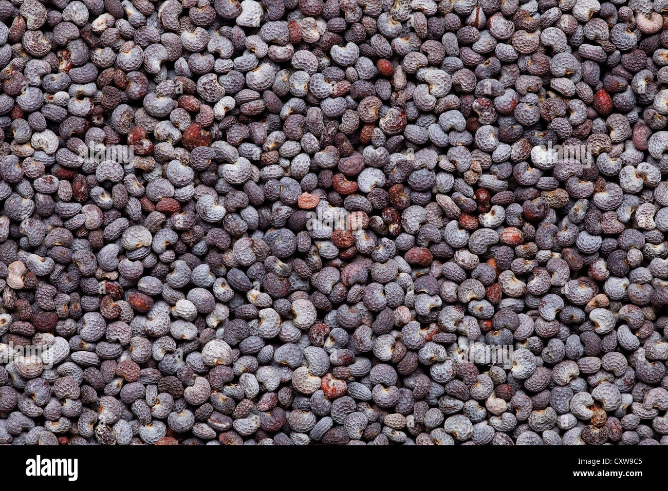 Primo piano di semi di papavero, food texture di colore Foto Stock