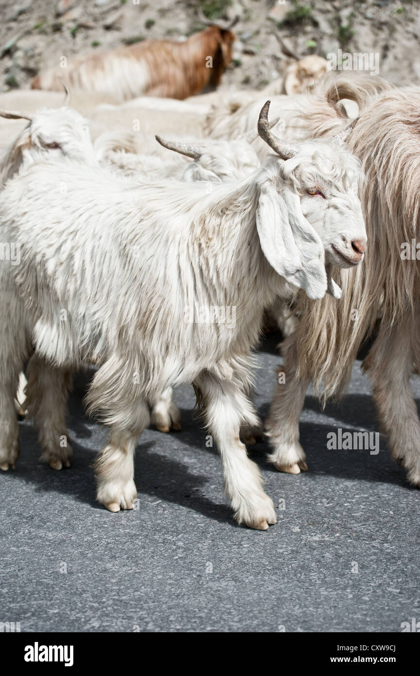 Bianco (Kashmir) pashmina capra da indiano highland farm in Ladakh andando con la mandria Foto Stock