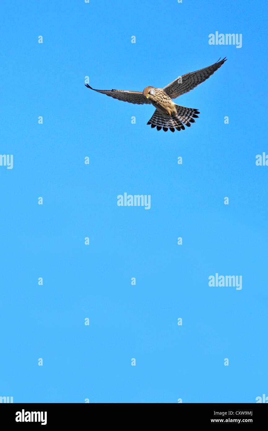 Comune di gheppio (Falco tinnunculus) Foto Stock