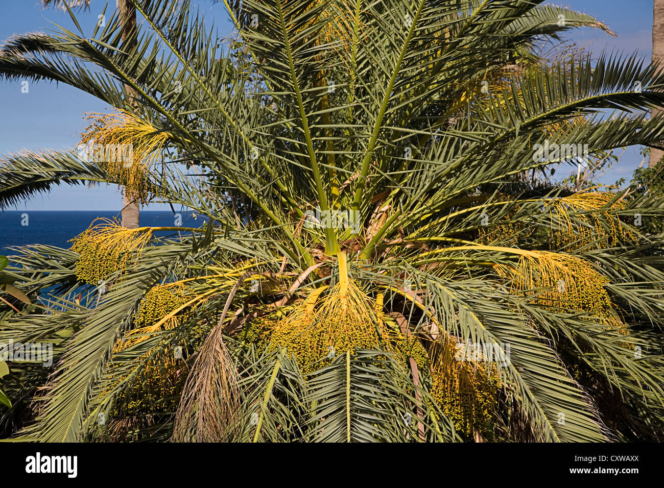 In alto di Isola Canarie Data Palm (Phoenix canariensis) Foto Stock