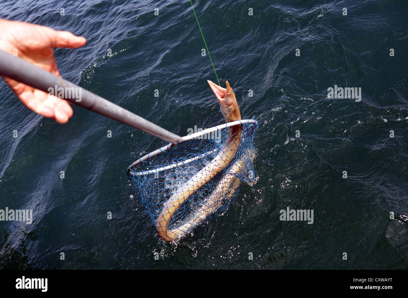 Serpente gigante di anguilla, chiamato anche un serpente anguille catturate  con Beckmanet net e la lenza in mare dai pescatori Foto stock - Alamy