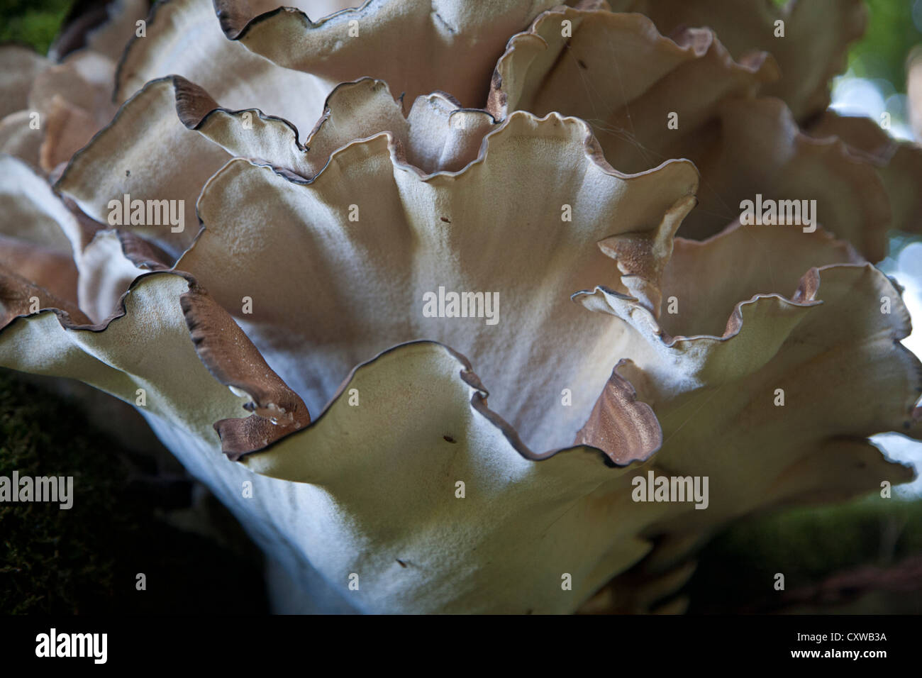 Il fungo gigante (Polypore Meripilus giganteus) Foto Stock