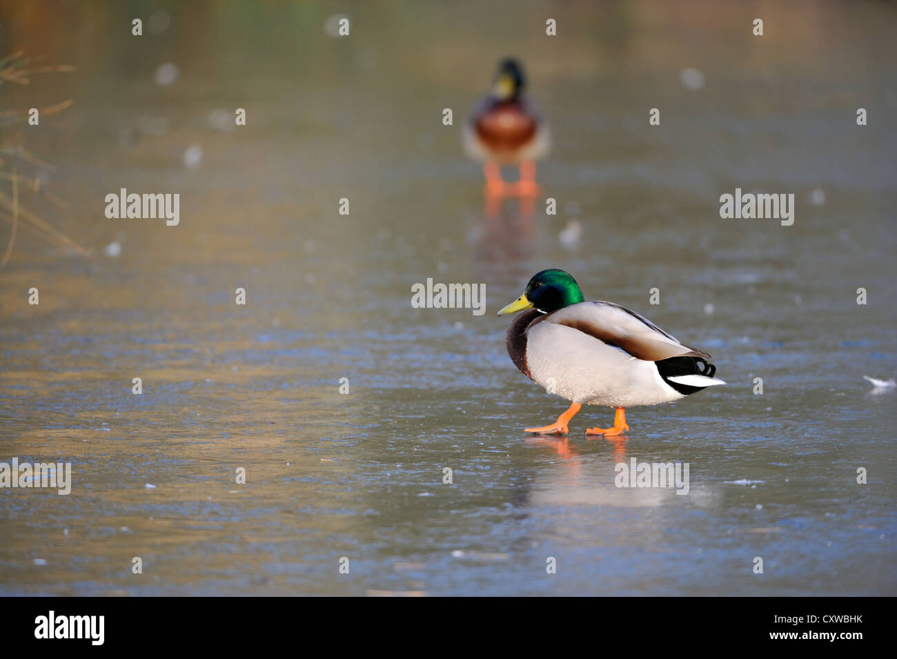 Il Germano Reale (Ano platyrhynchos) Foto Stock