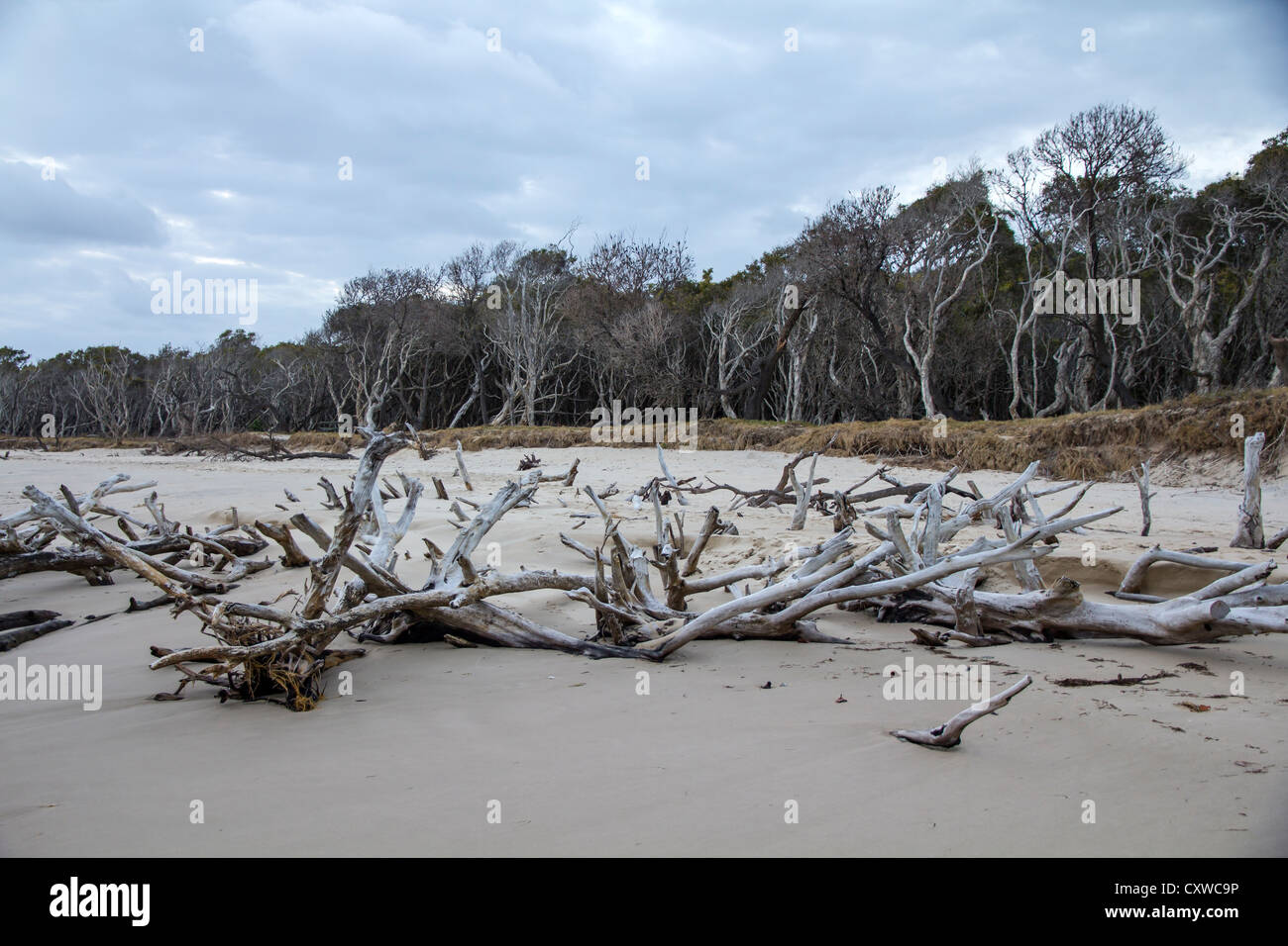 Gli alberi morti su Stradbroke Island, Queensland, Australia Foto Stock