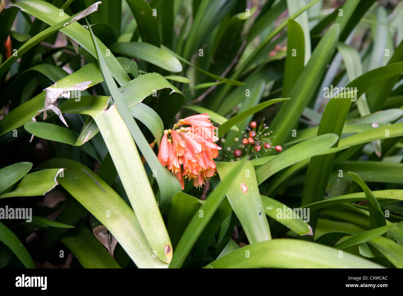 Clivia pianta o kaffir lily con fiori arancione Foto Stock