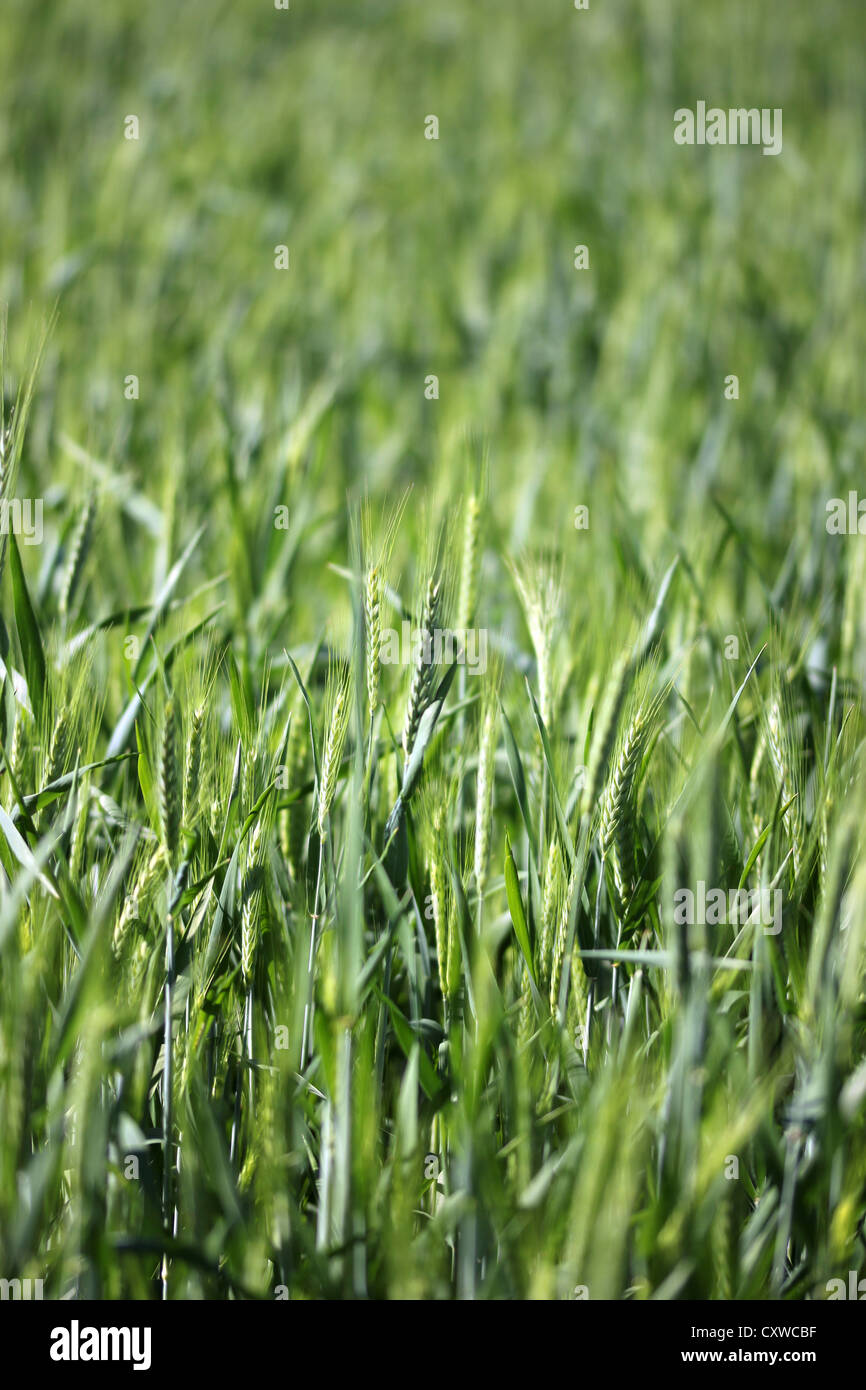Campi di grano, erba, natura, verdi prati, photoarkive Foto Stock