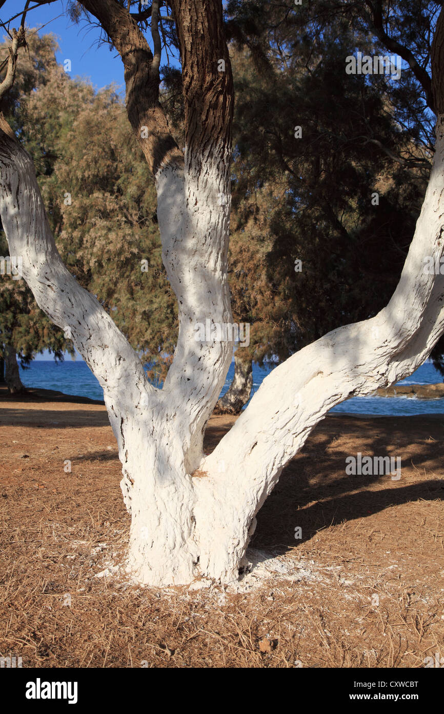 Dipinto di bianco di tronco di albero nei giardini della chiesa Gouves, Creta, Grecia Europa meridionale Foto Stock