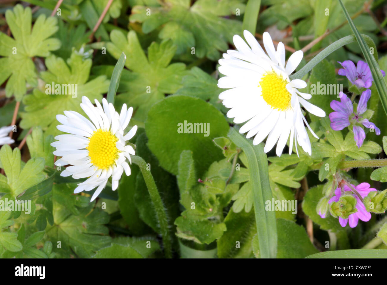 Daisys, verde, fiore, macro, fotografia macro, photoarkive Foto Stock
