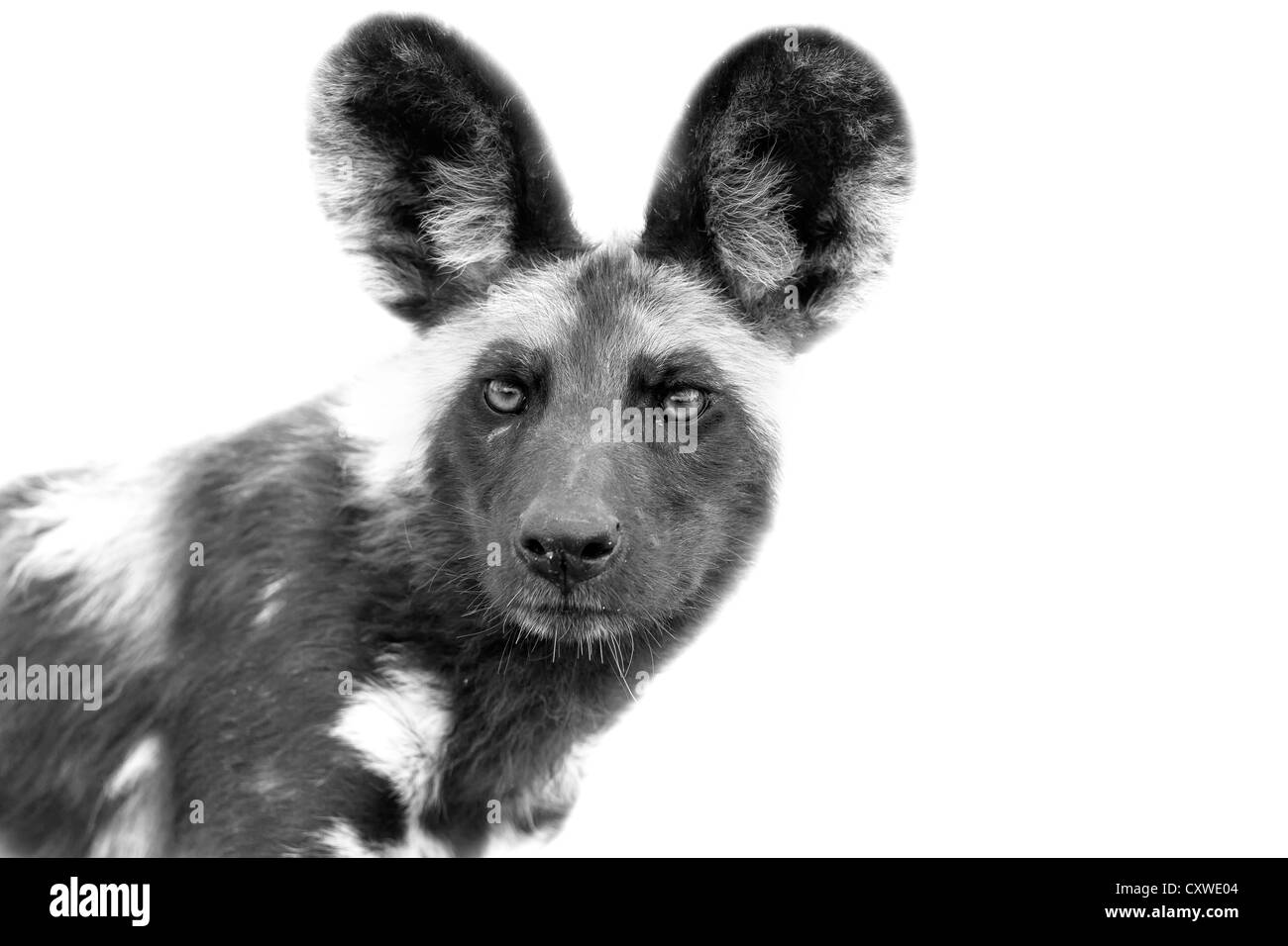 In via di estinzione Selvatico Africano cane guarda la fotocamera con un look di intenti Foto Stock