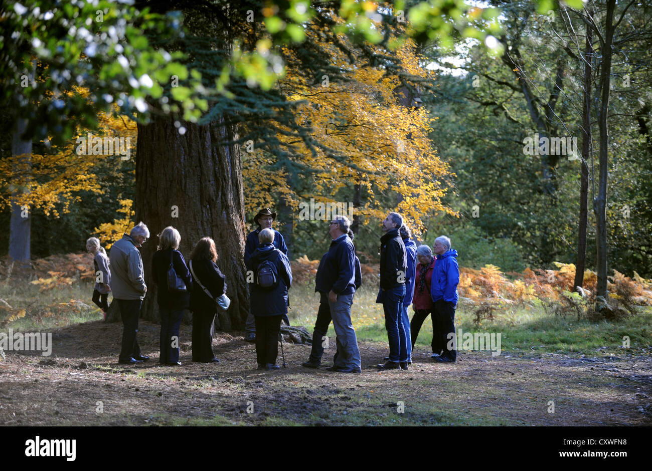 Media Photo Call - il sole autunnale mette in risalto i colori e i visitatori di Wakehurst nel Sussex, mentre un tour guidato viene effettuato durante la passeggiata autunnale Foto Stock