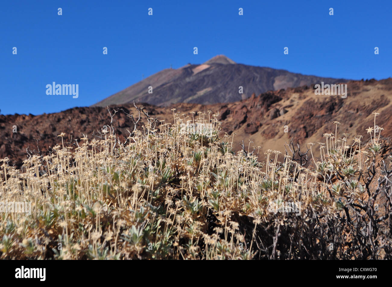 Il monte Teide Tenerife Foto Stock