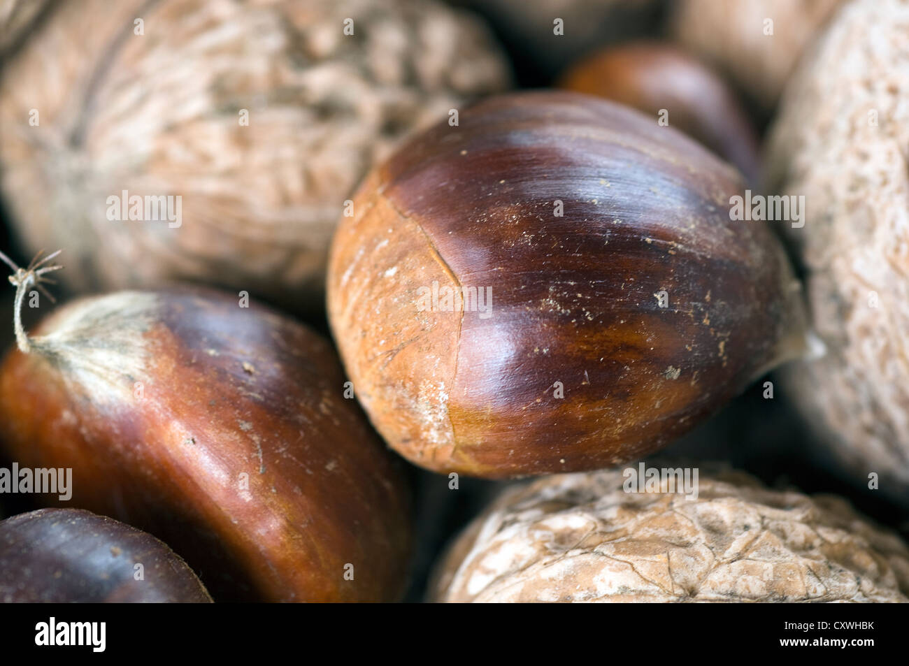 Appena raccolto castagne e noci Foto Stock