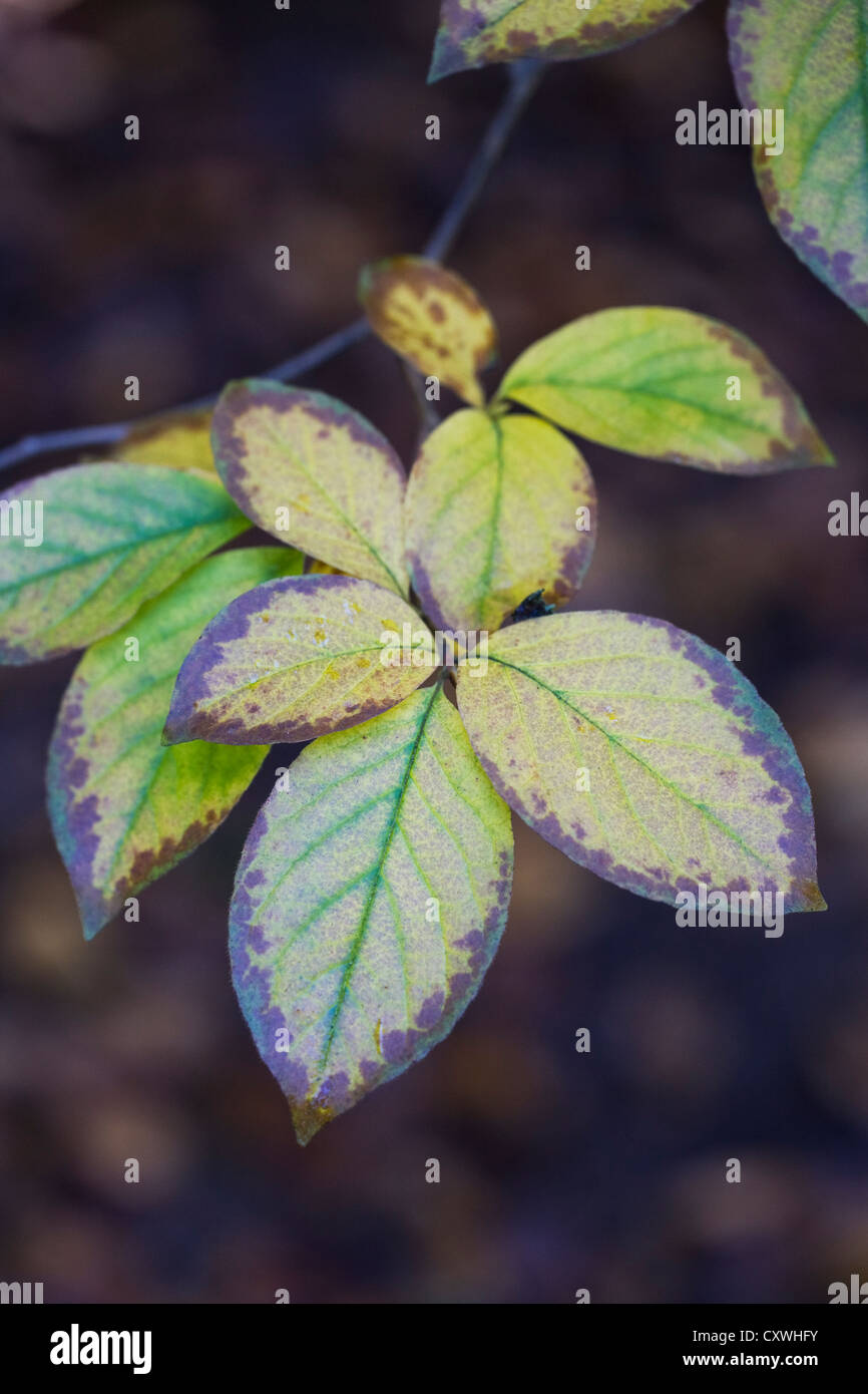 Stewartia pseudocamellia. Foglie di autunno del deciduo camellia contro uno sfondo scuro. Foto Stock