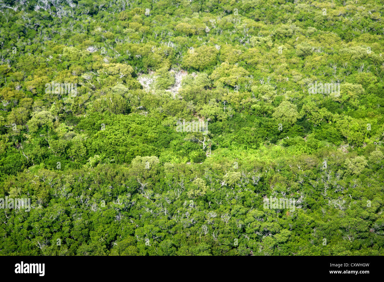 La foresta di mangrovie su un isola in Florida keys usa Foto Stock
