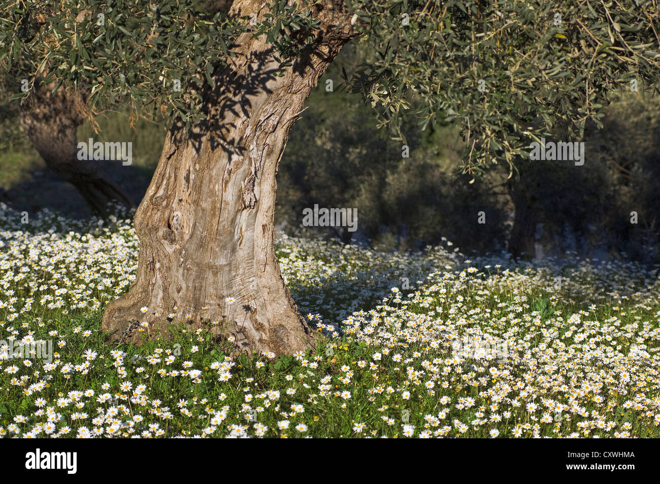 Albero di olivo sul prato con la fioritura Matricale (Pelion peninsula, Tessaglia, Grecia) Foto Stock