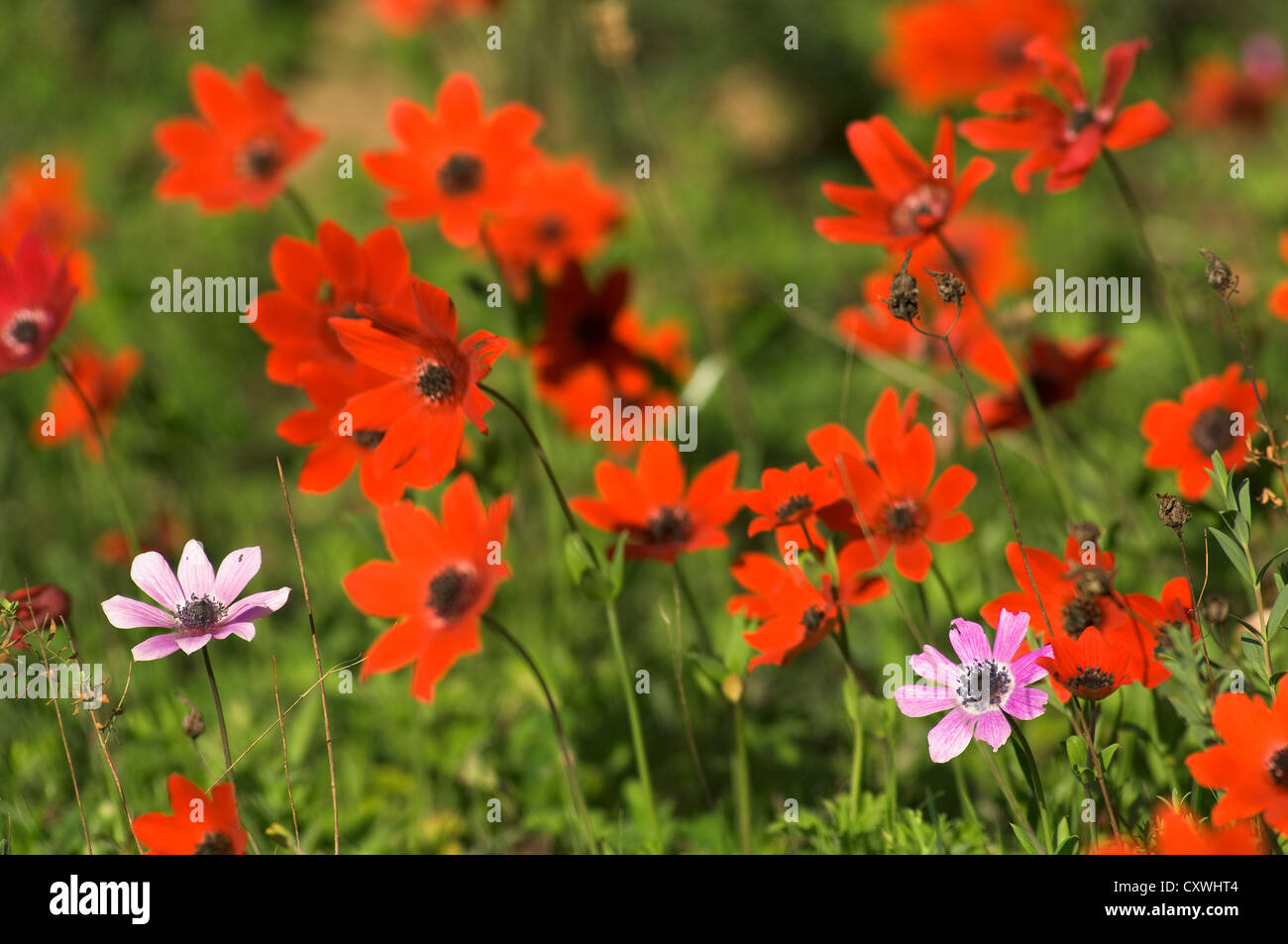 Anemone papavero fiori (anemone coronaria) sul prato Foto Stock