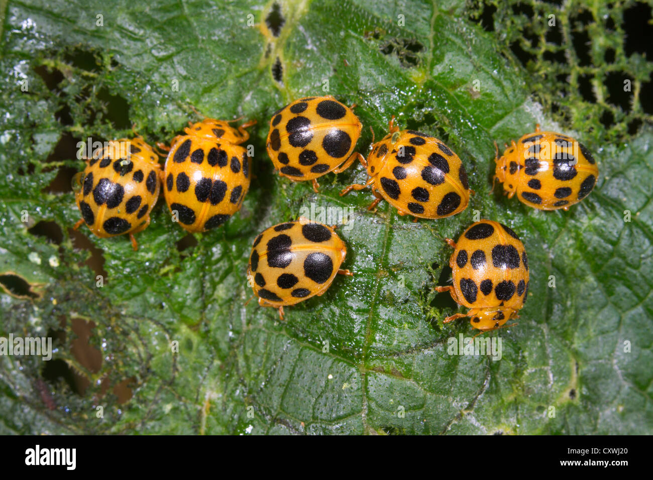 Un gruppo di 28-tipo potato coccinelle (Epilachna vigintioctopunctata) su una foglia. Foto Stock