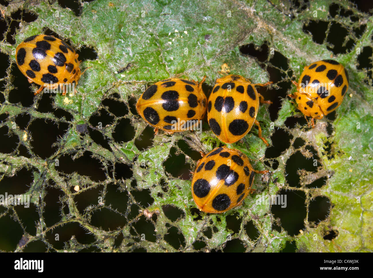 Un gruppo di 28-tipo potato coccinelle (Epilachna vigintioctopunctata) su una foglia. Foto Stock