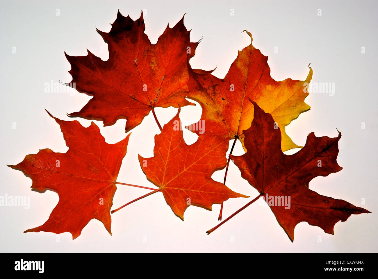 Vivace rosso arancio giallo autunno foglie di acero simbolo del Canada Foto Stock