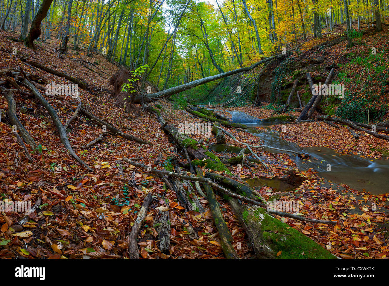 Il legno vecchio con il tumbled-giù alberi a secco con un flusso di montagne, il paesaggio autunnale Foto Stock