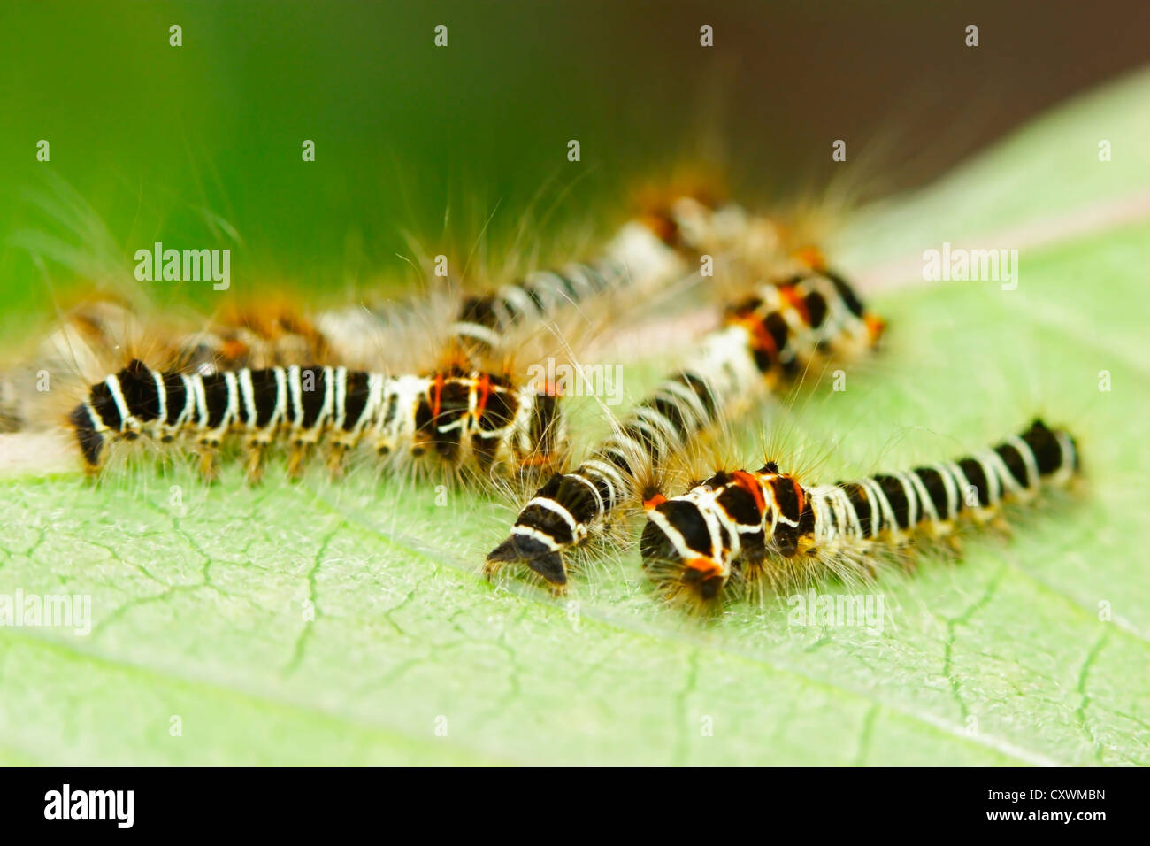 Caterpillar su una foglia Foto Stock