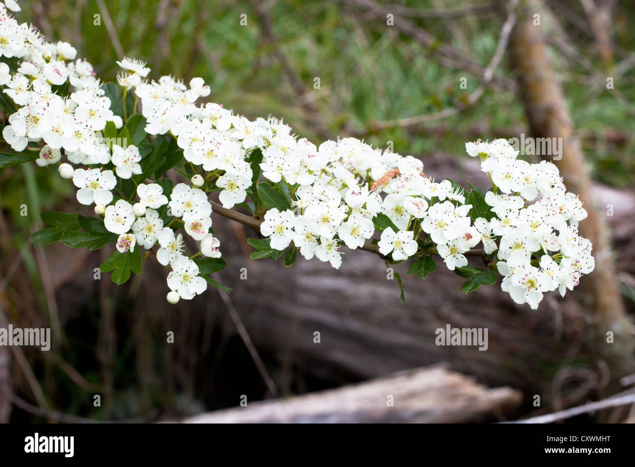 Fiore di biancospino in primavera: Uso i fiori per fare un infuso da  aggiungere al vino. Hanno anche un sapore delizioso e sono presumibilmente  buoni per il cuore Foto stock - Alamy