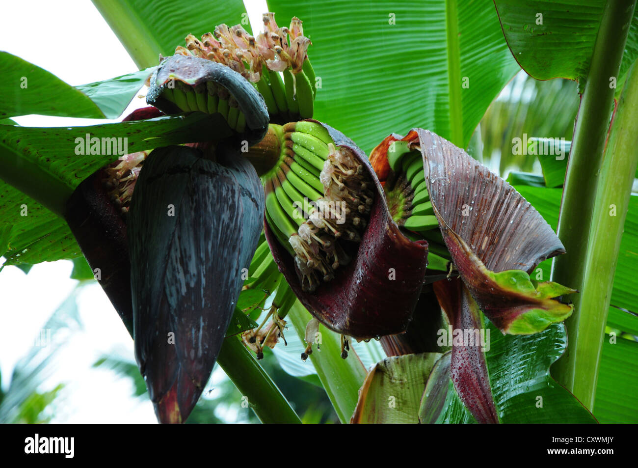 Parte superiore della fase di fioritura della pianta della banana Foto Stock