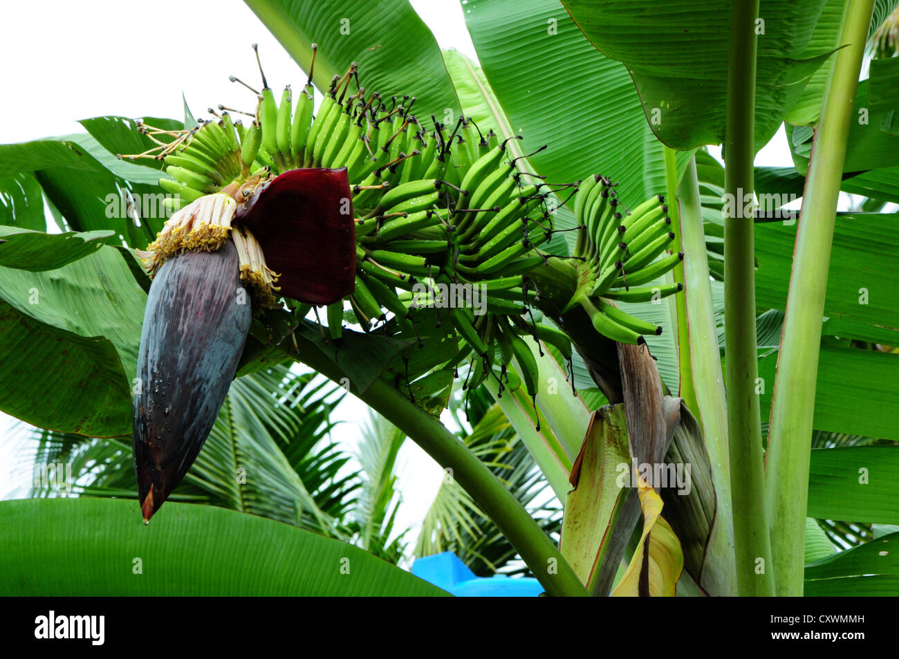 Top della fase di fioritura della pianta di Banana Foto Stock