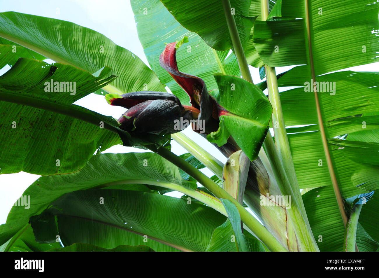 Parte superiore della fase di fioritura della pianta della banana Foto Stock