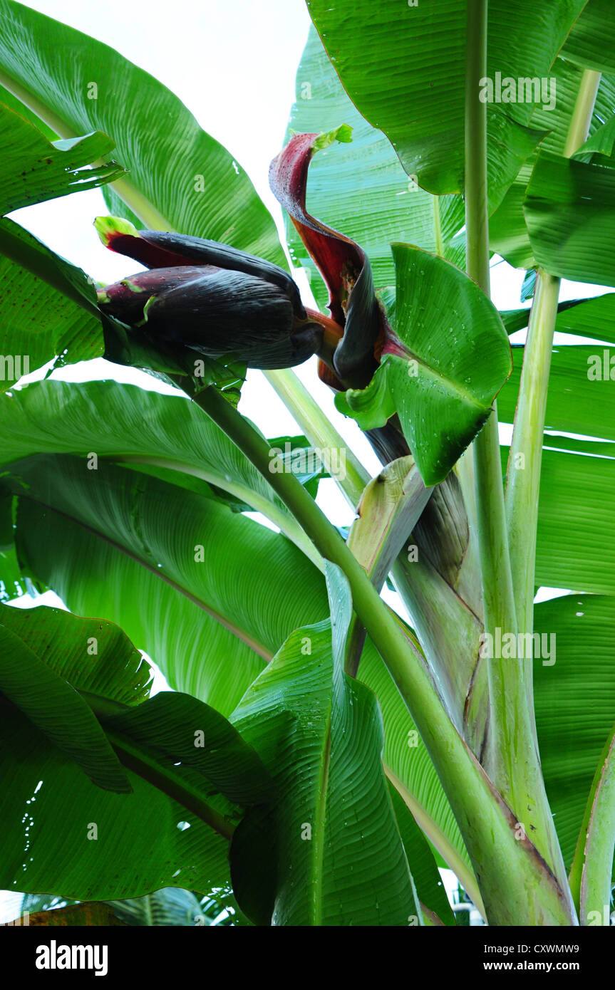 Parte superiore della fase di fioritura della pianta della banana Foto Stock