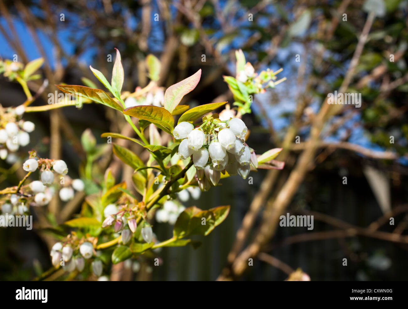 Mirtillo fiorisce in primavera Foto Stock