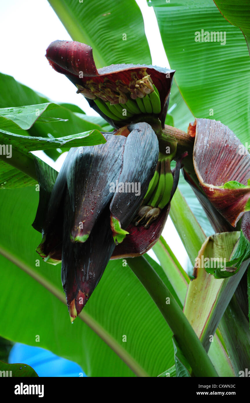 Parte superiore della fase di fioritura della pianta della banana Foto Stock