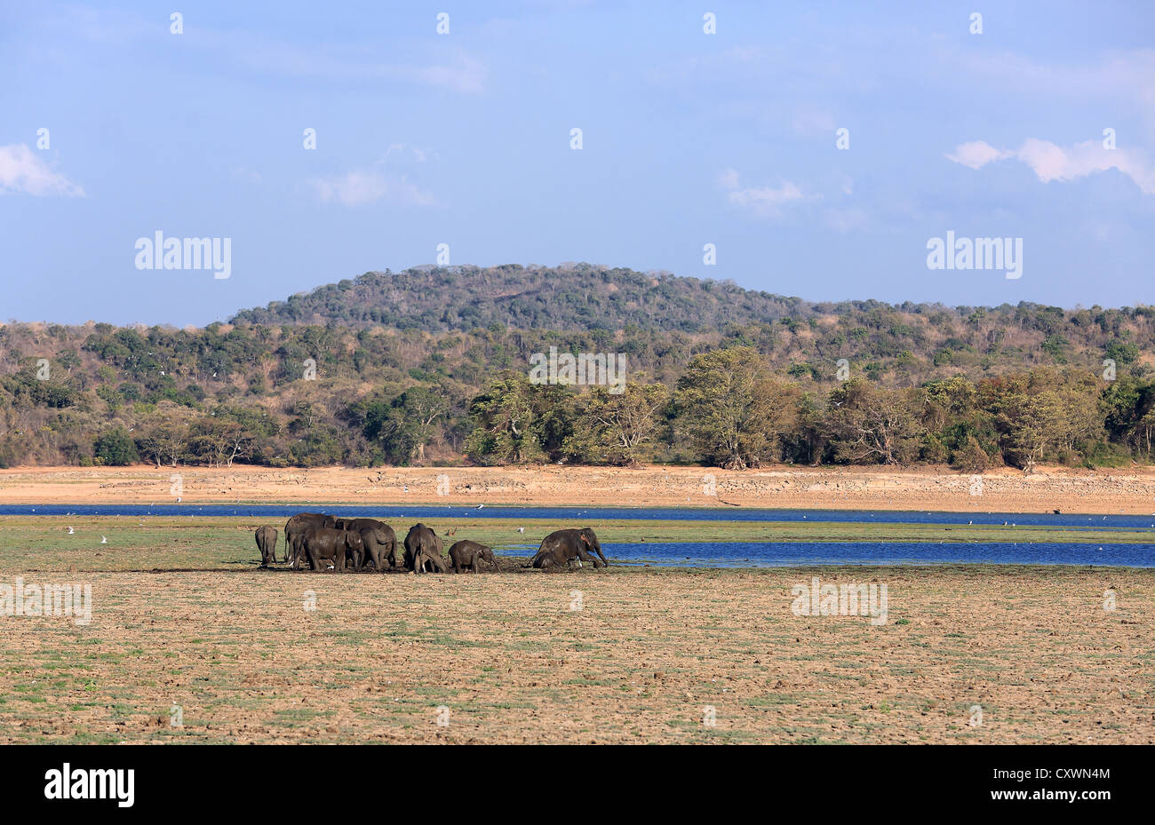 Branco di elefanti di balneazione in una laguna in Minneriya National Park, Sri Lanka. Foto Stock