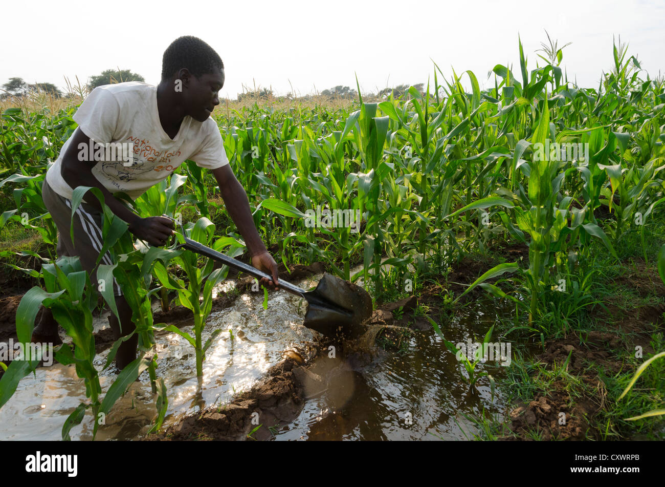 Buleya Malima cooperativa. I piccoli contadini contadino irrigare il suo campo utilizzando infrastrutture cooperativa. Zambia. Foto Stock