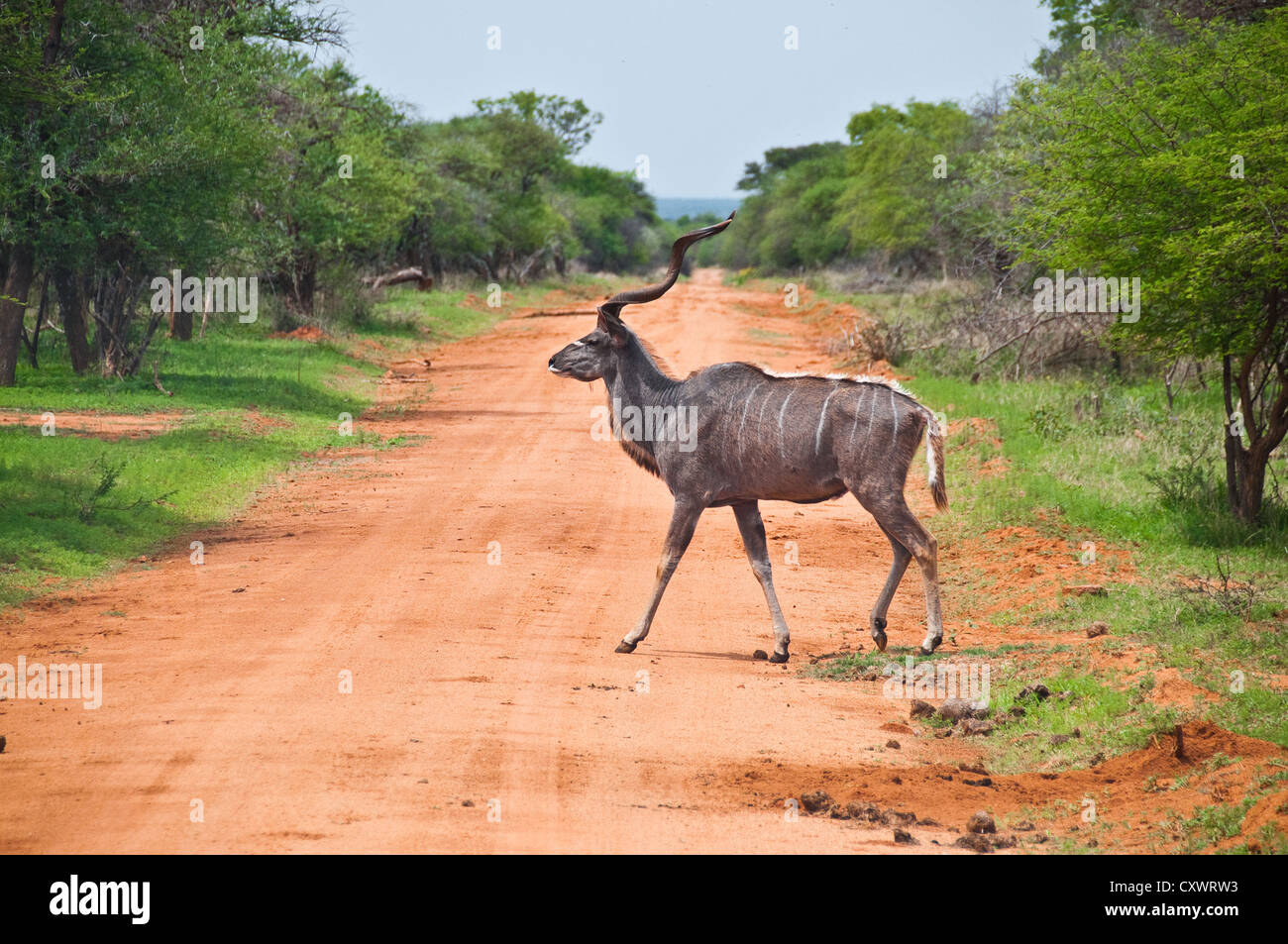Una maggiore Kudu attraversando un percorso; su un game drive in Sud Africa. Foto Stock